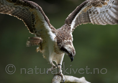 BB 12 0067 / Pandion haliaetus / Fiskeørn